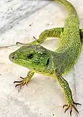 Ještěrka balkánská (Lacerta trilineata)