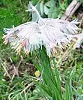 Rindera umbellata