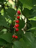 Plody Rivina humilis