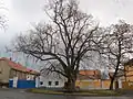Památná lípa na návsi