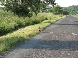 Bažant u silnice