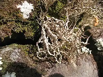 alternativní popis obrázku chybí