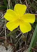 Devaterník penízkovitý – Helianthemum nummularium (cistovité)