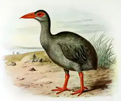 kresba chřástala Leguatova