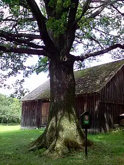 Rodvínovský dub