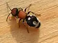 Samice kodulky Ronisia barbara