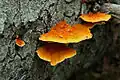 oranžovec vláknitý (Pycnoporellus fulgens)