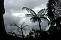 Stromové kapradiny Cyatheales mezi skalami