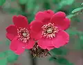Kultivar 'Geranium'