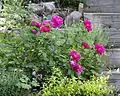 Rosa gallica 'Officinalis'