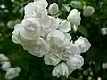 'Princesse Louise'
