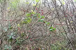 Velkou část křovištního porostu tvoří růže šípková (Rosa canina)