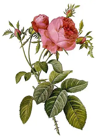Rosa × centifolia