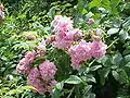 Kultivar 'Ispahan'