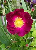 Kultivar 'Belle Sultane'