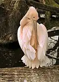 Pelikán s narůžovělým opeřením v drážďanské zoo.