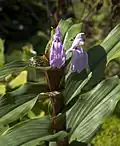 Zázvorek purpurový (R. purpurea)