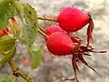 Stopkatě žlaznaté šípky Rosa rubiginosa