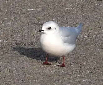 alternativní popis obrázku chybí