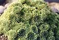 Rosularia platyphylla