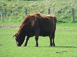 Anglerský skot