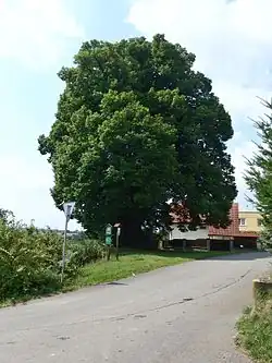 Lípa Jana Jiskry z Brandýsa