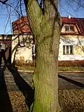 Kmen "severní" lípy z jz. strany