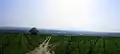 Vinice