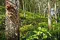 Kaučukovníková plantáž