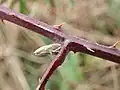 Pupen