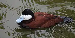 alternativní popis obrázku chybí