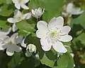 Thalictrum thalictroides