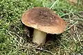 Holubinka kolčaví Russula mustelina