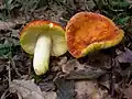 Holubinka zlatá Russula aurea