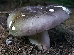 Holubinka namodralá