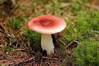 Holubinka dívčí Russula puellaris