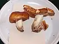 Holubinka zápašná Russula subfoetens