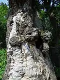 detail kmene stromu