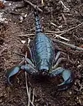 Scorpio maurus fuscus
