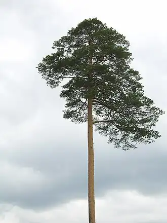 alternativní popis obrázku chybí