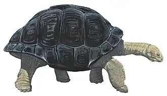 želva nejapná / mauricijská (Cylindraspis inepta) [1]