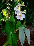 Šípatka širolistá (Sagittaria latifolia)[15]