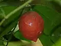Plod salacie Salacia lembachii