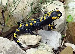 Černožlutý obojživelník na kameni