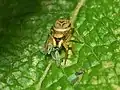 Heliophanus tribulosus s kořistí