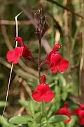 'Furmans Red'