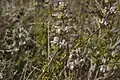Salvia mellifera