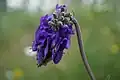 Šalvěj nicí (Salvia nutans)