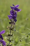 Kulturní forma šalvěje zahradní (Salvia viridis) s nápadnými barevnými listeny