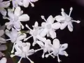 Detail květů bezu černého ('Sambucus nigra)